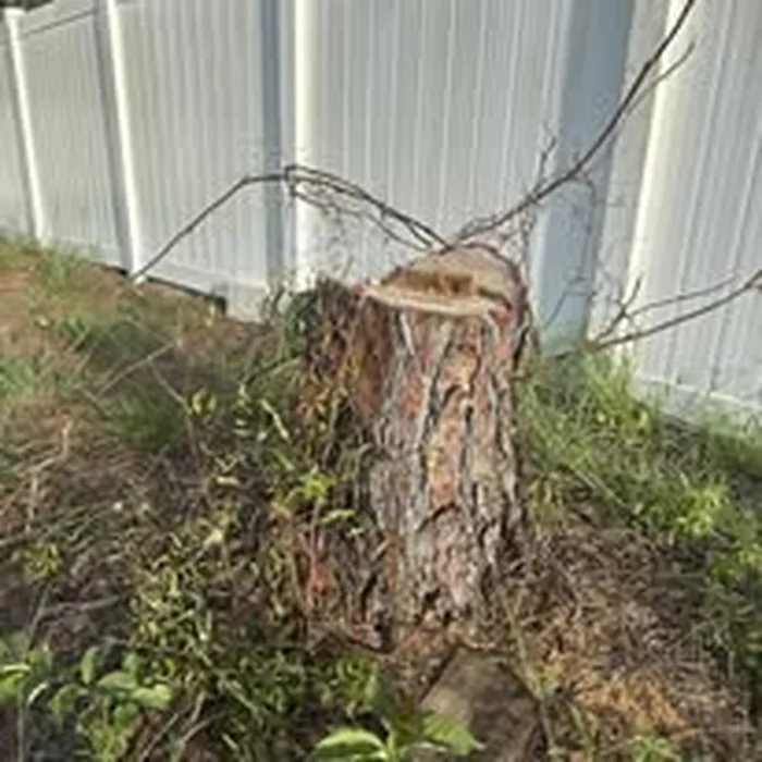 Stump before grinding beside white fence